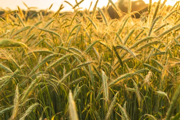 Campo de trigo. Orelhas de trigo dourado fecham. Paisagem do pôr do sol bela natureza. — Fotografia de Stock