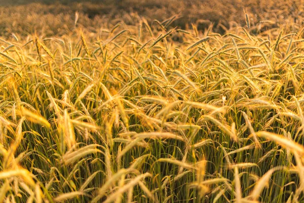 Vetefält. Öron av gyllene vete på nära håll. Vacker natur Solnedgång Landskap. — Stockfoto