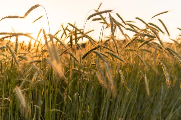 Campo de trigo. Orelhas de trigo dourado fecham. Paisagem do pôr do sol bela natureza. — Fotografia de Stock