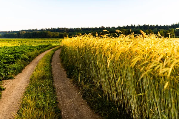 Champ de blé. Les oreilles de blé doré se rapprochent. Belle nature Coucher de soleil Paysage. — Photo
