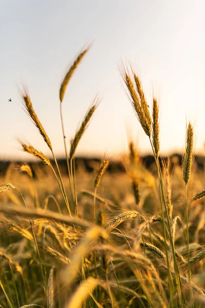麦田金黄色的麦穗合拢.美丽的自然落日景观. — 图库照片