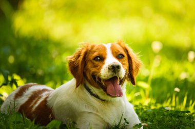 Brittany Spaniel köpeği yaz sıcağından saklanarak çimenlerde yatıyor..