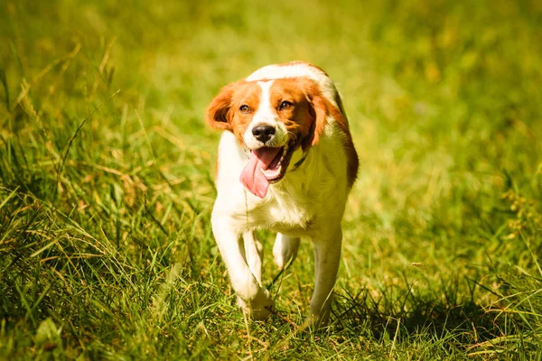 Brittany Spaniel perro corriendo por un campo . — Foto de Stock