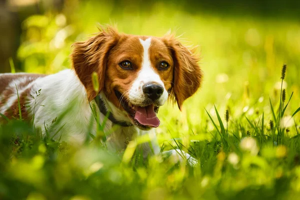 Brittany Spaniel perro acostado en la hierba oculta del calor del verano . — Foto de Stock
