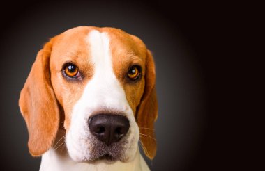 Siyah arka planda izole edilmiş suçlu görünümlü av köpeği. Stüdyo çekimi. Boşluğu sağda kopyala