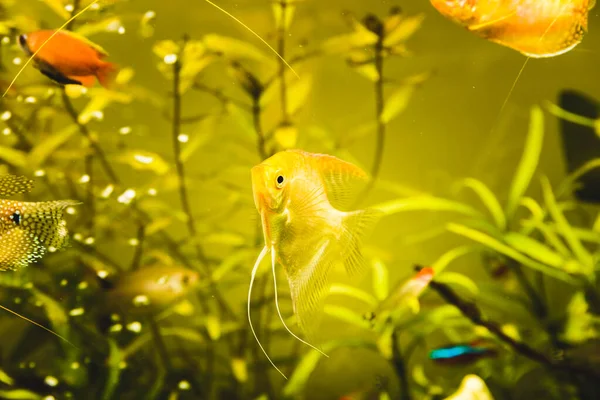 Pterophyllum Scalare de oro en agua de aqarium, pez ángel amarillo — Foto de Stock