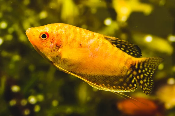 Akvaryum Balık Altın Gourami Trichogaster Trichopterus Altın Akvaryum Akvaryumu