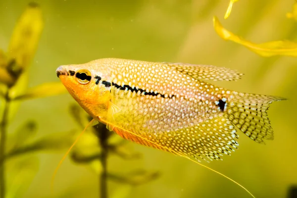 Pearl gourami Trichopodus leerii freshwater aquarium fish in fish tank. Aquaria concept — Stock Photo, Image