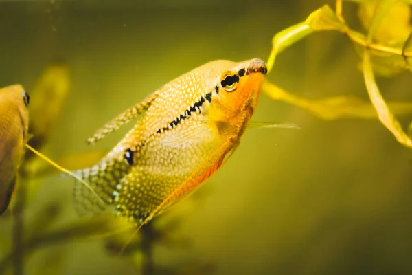 Pérola gourami Trichopodus leerii aquário de água doce peixes em tanque de peixe. Conceito de Aquaria — Fotografia de Stock