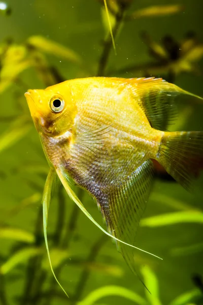 Złoto Pterophyllum Scalare w wodzie aqarium, żółta angelfish — Zdjęcie stockowe