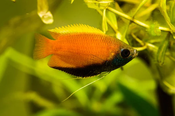 Bal gourami Trichogaster chuna tropikal akvaryum balığı akvaryumda. Renkli erkek balık. Akvaryum konsepti — Stok fotoğraf