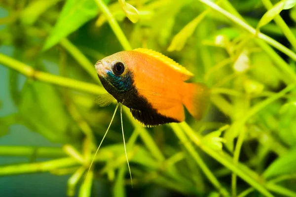 Honey gourami Trichogaster chuna tropical aquarium fish in fish tank. Colorfull male fish. Aquaria concept — Stock Photo, Image