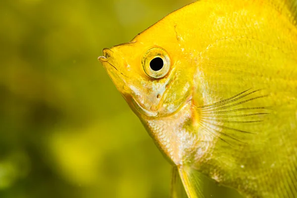 Gold Pterophyllum Scalare in aqarium water, yellow angelfish. detailed closeup — Stock Photo, Image