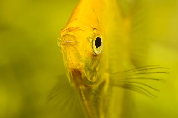 Pterophyllum Scalare de oro en agua de aqarium, pez ángel amarillo. primer plano detallado —  Fotos de Stock