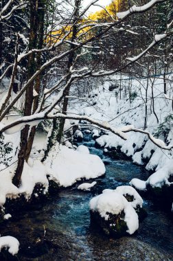 Myra Falls, Myrafalle in Lower Austria 05.01.2015 Kış boyunca güneşli bir günde. Ormandaki şelalelerle birlikte dağ deresi boyunca yürü. Meşhur seyahat yeri