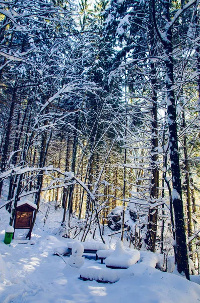 Myra Falls, Myrafalle v Dolním Rakousku 05.01.2015 v zimě za slunečného dne. Procházka podél horského potoka s vodopády v lese. Slavný cíl cesty — Stock fotografie