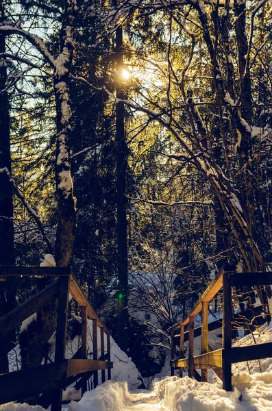 Myra Falls, Myrafalle en la Baja Austria 05.01.2015 durante el invierno en un día soleado. Camine por el arroyo de montaña con cascadas en el bosque. Famoso destino de viaje — Foto de Stock