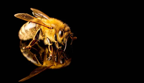 Macro abeille miel, isolé sur fond noir. Concept d'abeille. Copier l'espace à droite — Photo