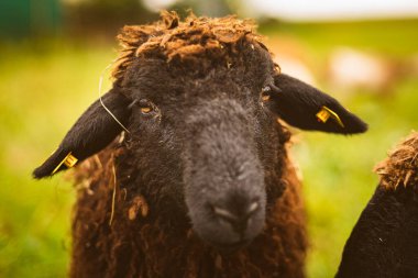 Kahverengi yün, siyah yüzlü koyun sürüdeki bir çayırda otluyor. Koyun konsepti olan çiftlik