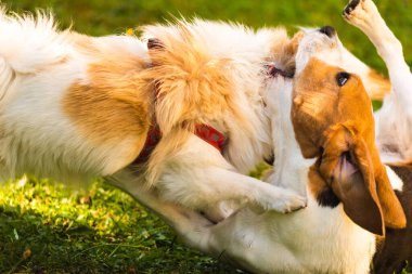 Açık havada yeşil çimenlerde oynayan iki köpek. Beyaz pomeranian spitz ile Beagle köpek
