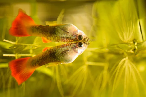 붉은 빛을 띤 열대 수족관 물고기인 구피 (Guppy) 의 암컷 — 스톡 사진