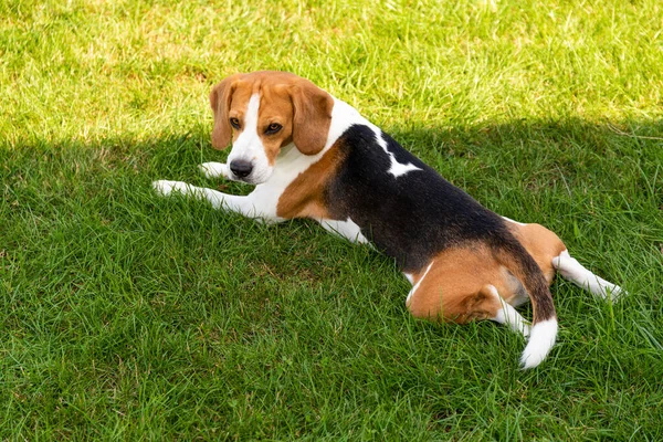 Beagle perro en la hierba en el sol. Soleado espacio de copia día de verano — Foto de Stock