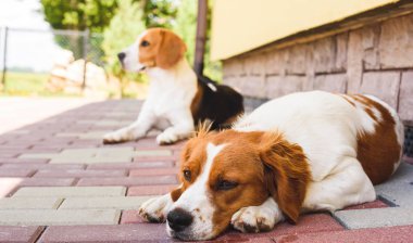 Epagneul Breton, Brittany Spaniel ve Beagle köpeği. İki tazı serin tuğlalı kaldırımda bir evin yanında dinleniyor..
