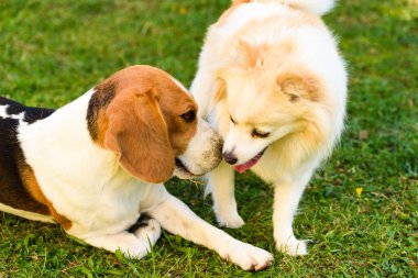 Açık havada yeşil çimenlerde oynayan iki köpek. Beyaz pomeranian spitz ile Beagle köpek