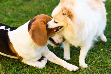 Açık havada yeşil çimenlerde oynayan iki köpek. Beyaz pomeranian spitz ile Beagle köpek