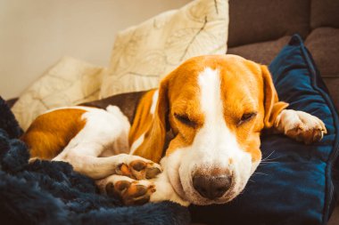 Sevimli Beagle köpeği kanepede uyuyor. Köpek arka planı. Kanepede yağmurlu bir gün.