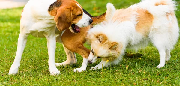 Две собаки играют на зеленой траве на открытом воздухе. Бигл-дог с белым померанским шпицем — стоковое фото