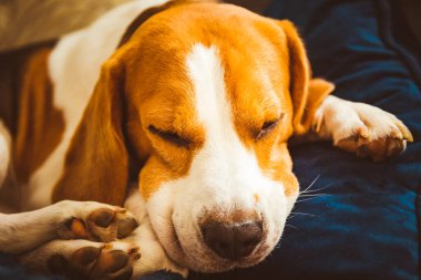 Sevimli Beagle köpeği kanepede uyuyor. Köpek arka planı. Kanepede yağmurlu bir gün.