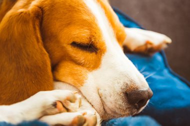 Sevimli Beagle köpeği kanepede uyuyor. Köpek arka planı. Kanepede yağmurlu bir gün.