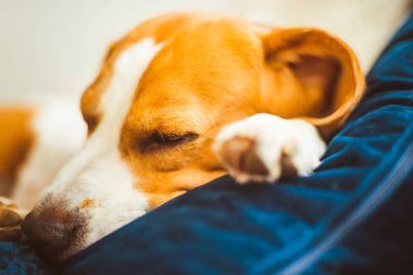 Sevimli Beagle köpeği kanepede uyuyor. Köpek arka planı. Kanepede yağmurlu bir gün.