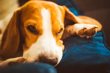 Sevimli Beagle köpeği kanepede uyuyor. Köpek arka planı. Kanepede yağmurlu bir gün.