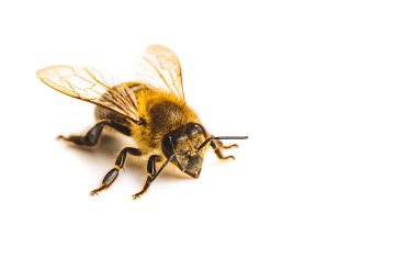 Bal arısı makrosu, beyaz arka planda izole edilmiş. Arı konsepti. Boşluğu sağda kopyala