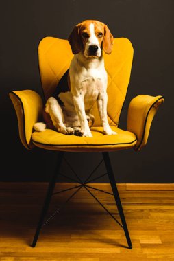 Siyah arka planda sarı bir sandalyede oturan bir av köpeği. Mobilyaların üzerinde şirin bir köpek.