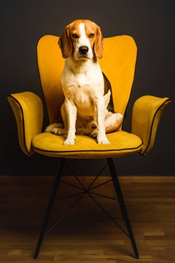 Siyah arka planda sarı bir sandalyede oturan bir av köpeği. Mobilyaların üzerinde şirin bir köpek.