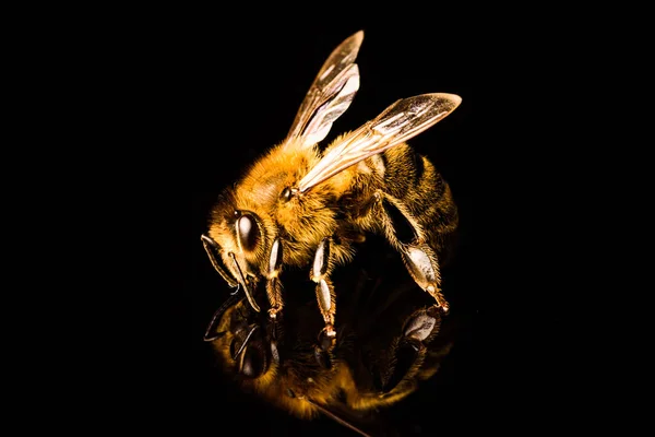 Honigbiene Makro, isoliert auf schwarzem Hintergrund. Bienenkonzept. — Stockfoto