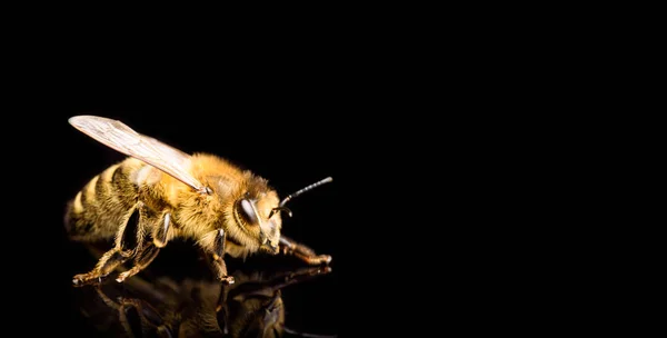 Macro abeille miel, isolé sur fond noir. Concept d'abeille. Copier l'espace à droite — Photo