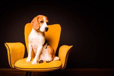 Siyah arka planda sarı bir sandalyede oturan bir av köpeği. Mobilyaların üzerinde şirin köpek, sağda kopyalama alanı