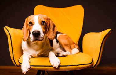 Siyah arka planda sarı bir sandalyede oturan bir av köpeği. Mobilyaların üzerinde şirin bir köpek.