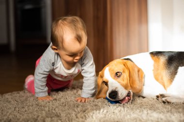 Oturma odasındaki halıda beyaz, sevimli bir kız çocuğu olan bir köpek. Oyuncak bebeği ısıran köpek.