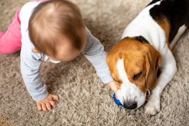Oturma odasındaki halıda beyaz, sevimli bir kız çocuğu olan bir köpek. Oyuncak bebeği ısıran köpek.