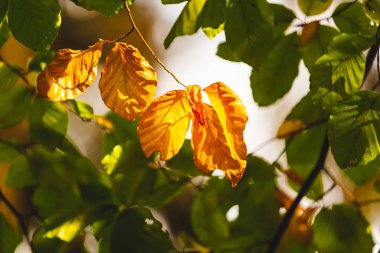 Sonbahar ormanının içinden geçen yol
