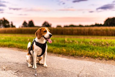 Kırsal yolda av köpeği. Avusturya Köyü 'ne giden tarlalardan geçen yol.