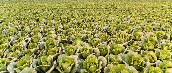 Green cabbages heads in line grow on field.