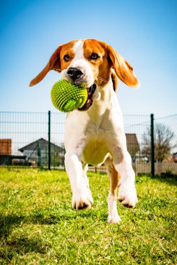 Beagle köpek yeşil topu ile kameraya doğru çalışan