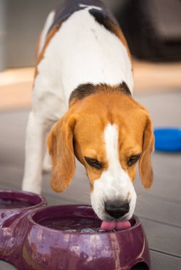 Beagle dog güneşli yaz gününde dışarıda su içer..