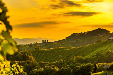 Avusturya üzüm tepeleri yazın şarap yolundan manzaralı. Turist beldesi, seyahat yeri.